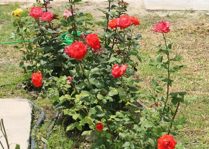 Despinas * Kalavárda