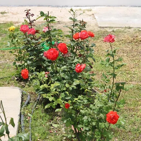 Despinas * Kalavárda